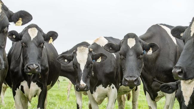 PSP Investments’ Aurora Dairies now carries 48,000 cows across Australia and New Zealand. Picture: File (Zoe Phillips).