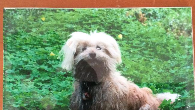 The Weekly Times Day of Dogs 2018 #dayofdogs18 Lee Balcam from Bacchus Marsh sent in this picture of his dog named Cee Cee. 