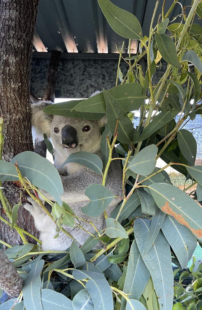 Koala rescued from Townsville at JCU emergency vet.