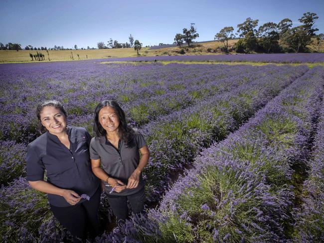 Essential Oils of Tasmania, Technical and Quality Manager Clare McEldowney and Farm Supervisor Daphine Ong in a field of lavender at Margate. Picture: Chris Kidd