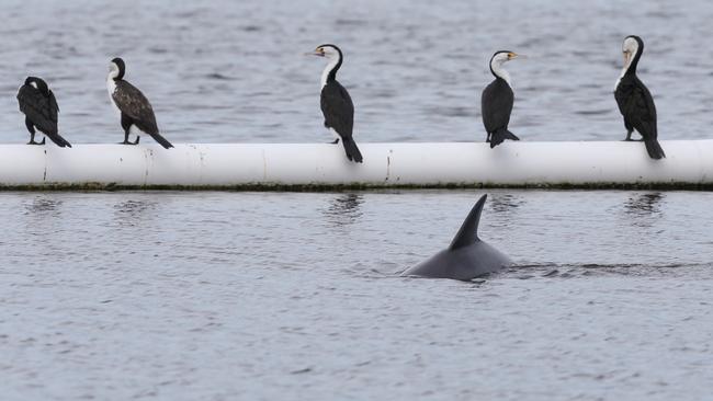 A dolphin stranded at the swimming enclosure, Tallebudgera, Gold Coast. Photo: Regi Varghese