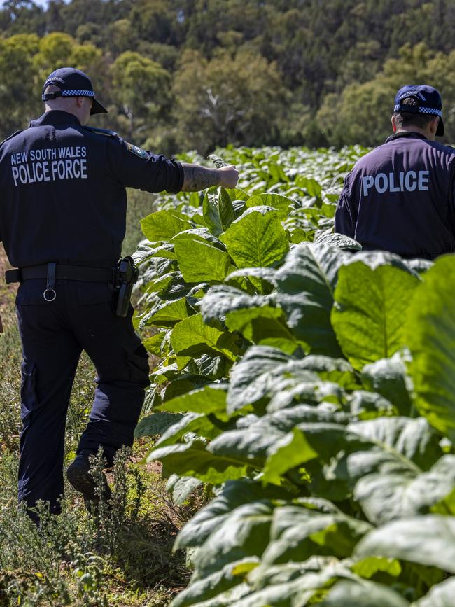 Police raided an alleged illegal tobacco plantation in the NSW central west. Picture: ABF