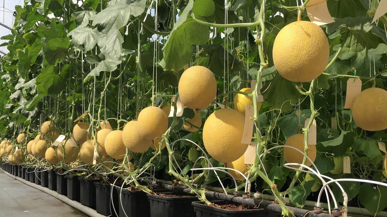 State funds trail into growing greenhouse melons for export ...