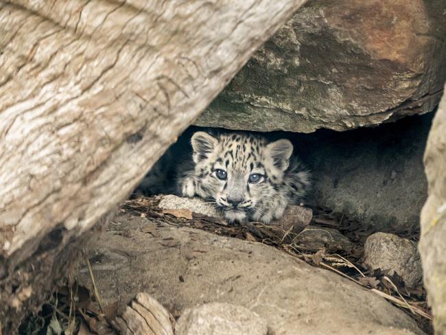 A cheeky snow leopard cub at Melbourne Zoo. Picture: Melbourne Zoo