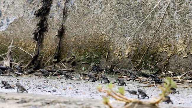 Late last year thousands of tadpoles have hatched and left low lying water around Smithfield to form tiny little cane toads. Picture: Brendan Radke