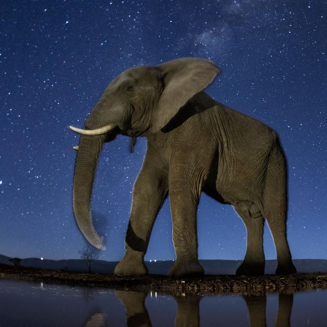 Nature - Third Prize, Stories Picture: Bence Máté Title: Now You See Me African Elephant under the starry sky. Story: These photos combine a well-known natural phenomenon: the starry sky and portraits of wild animals not visible to the naked eye. The series needed very accurate planning, research and preparation as the photos were made with remote control, and no modification was possible while capturing the photos.