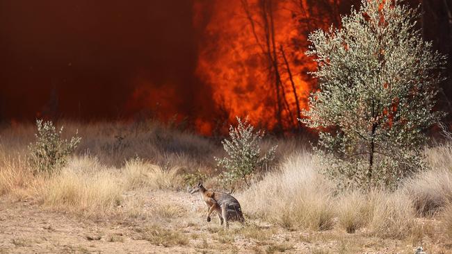 A kangaroo escapes the Tara fires. Picture: Liam Kidston