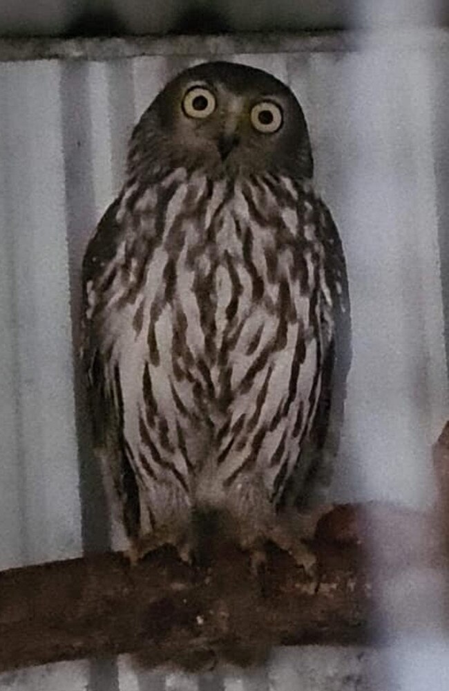 The barking owl that had a terrible infection through the mouth and eye has finally been released on Wednesday night. Picture: Deborah Carter