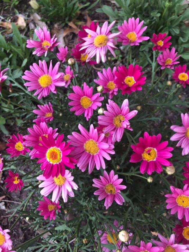 Decadent Australian perverts wear daisies in their hair, according to Chinese spies.