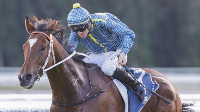 GOSFORD, AUSTRALIA - MAY 07: Jay Ford on Rustic Steel wins race 9 the The Coast during Gosford Gold Cup Day at Gosford Race Club on May 07, 2022 in Gosford, Australia. (Photo by Jenny Evans/Getty Images)