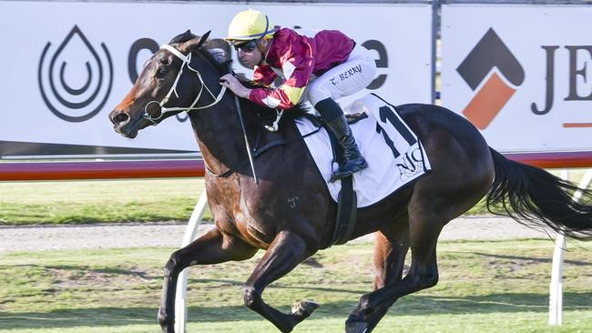 Bauhinia is an exciting filly trained by Lee and Cherie Curtis. Picture: Bradley Photos