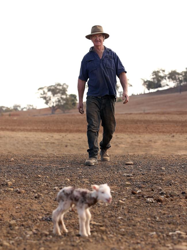 Mr Jones approaches a newborn lamb that has been abandoned. Picture: Sam Ruttyn