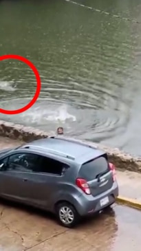 Heart-stopping moment huge croc chases screaming swimmer