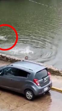 Heart-stopping moment huge croc chases screaming swimmer