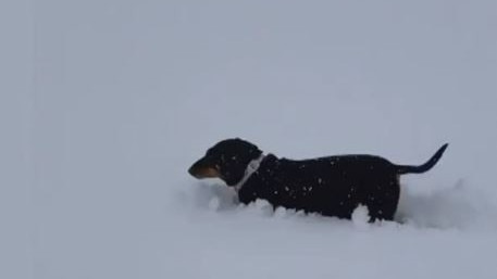 A sausage dog makes its way through the snow in Oberon, NSW. Picture: Sky