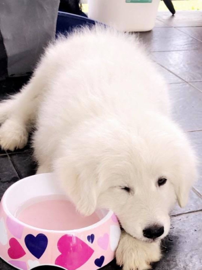 Bella the 10-week-old Italian Maremma. Photo Marcella Squaldino.