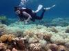 An undated handout photo taken by Greg Torda and released ARC Centre of Excellence for Coral Reef Studies on April 10, 2017 shows a diver examines bleaching on a coral reef on Orpheus Island.   Coral has been bleached for two consecutive years by warming sea temperatures on Australia's Great Barrier Reef with "zero prospect" of recovery, scientists said on April 10, 2017, blaming climate change for the large-scale destruction. / AFP PHOTO / AFP PHOTO AND ARC Centre of Excellence for Coral Reef Studies / Greg Torda / --EDITORS NOTE--- RESTRICTED TO EDITORIAL USE - MANDATORY CREDIT "AFP PHOTO / GREG TORDA  / ARC CENTER OF EXCELLENCE FOR CORAL REEF STUDIES" - NO MARKETING NO ADVERTISING CAMPAIGNS - DISTRIBUTED AS A SERVICE TO CLIENTS- NO ARCHIEVE