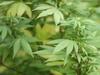 Young pot grower on deadly path, says magistrate