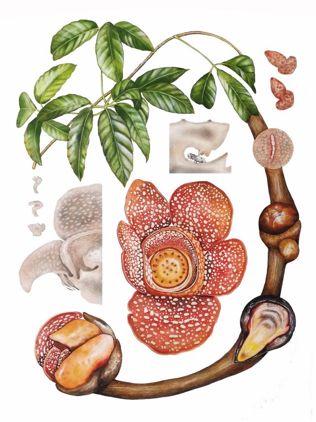 A watercolour illustration by Thorogood depicting the life cycle of Rafflesia which spends most of its life inside its host vine, emerging only to flower.