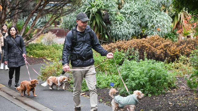 Million Paws Walk at Adelaide Botanic Gardens. Picture: Brenton Edwards