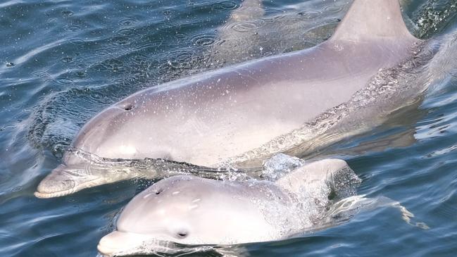 Port River Dolphin Tiffany and her calf, Galaxy. Picture: Marianna Boorman