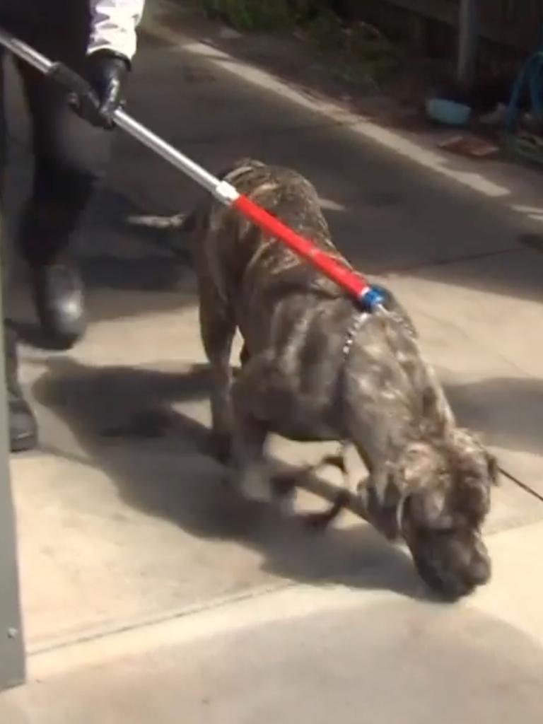 The South African boerboel is removed from the family home in Osborne after the attack in March, 2023. Picture: 7NEWS