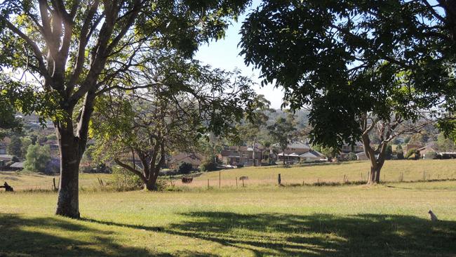 Cows graze in the grounds of  St Josephs Convent, Mckilliop Drive Baulkham Hills