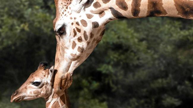 NEW ADDITION: Little Noodle will be in the Australia Zoo Savannah in the coming months. Picture: Kate Berry