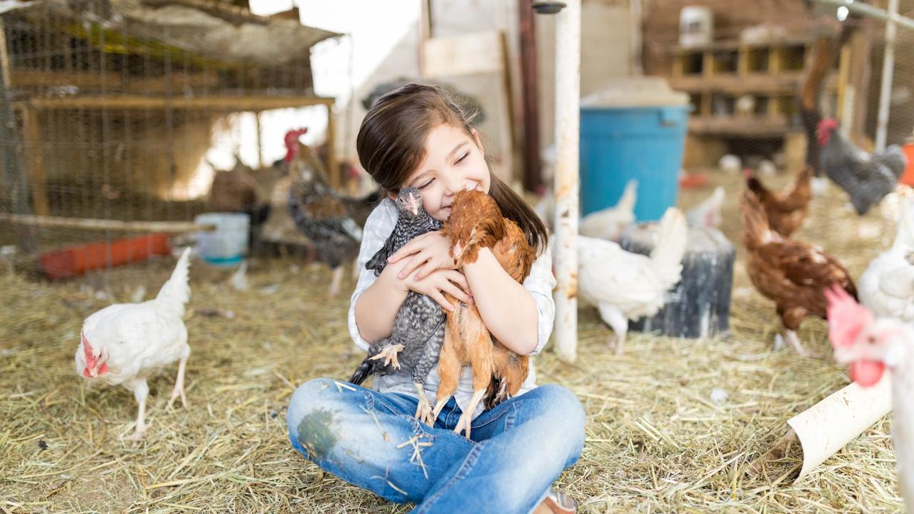 Chickens love hugs. Be gentle though. Picture: istock