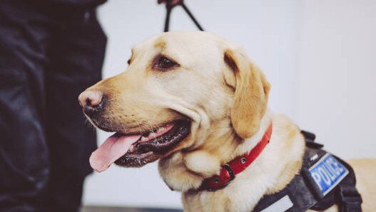 A police dog was used to uncover illicit drugs.