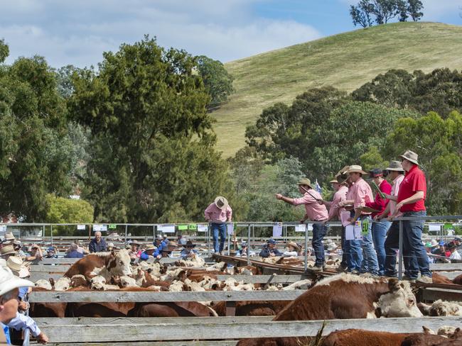 NEWS: High country weaner sales 2021Ensay sale Wednesday.PICTURED: Generic Livestock. Cattle sale. Saleyards. Mountain cattle. Hereford.PICTURE: ZOE PHILLIPS
