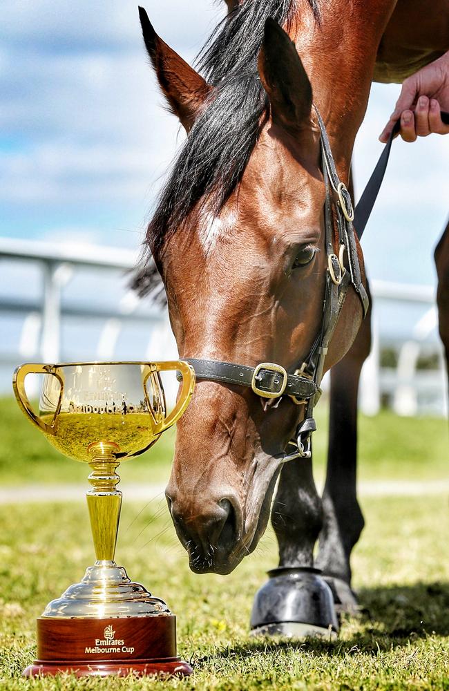 Eye on the prize: Cup favourite Jameka gets a sniff of the Melbourne Cup. Picture: Colleen Petch.