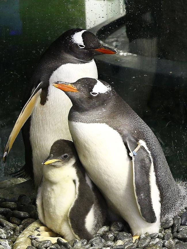 Same sex couple Gentoo Penguins Sphen and Magic with the chick they are fostering at Sea Life Sydney Aquarium. Picture: John Appleyard
