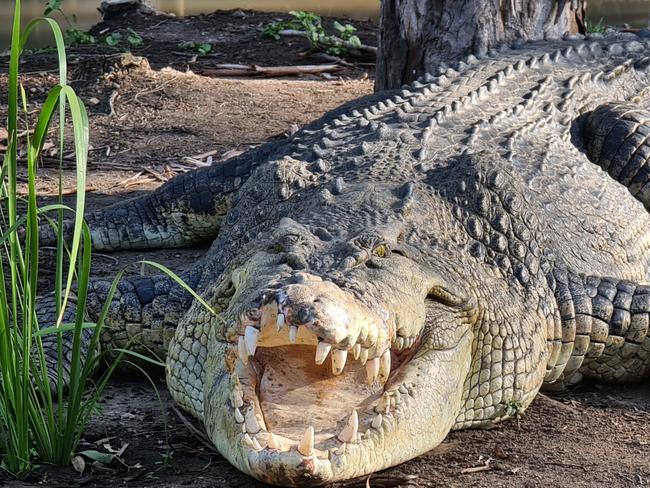 Billabong Sanctuary is home to the largest captive crocodile on mainland Queensland. Weighing in at about one tonne, Krakatoa is a monster croc that gets fed every day at 12 noon.