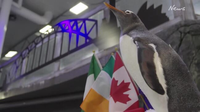 SEA LIFE Sydney Aquarium Gentoo penguins predict FIFA Women's World Cup Result