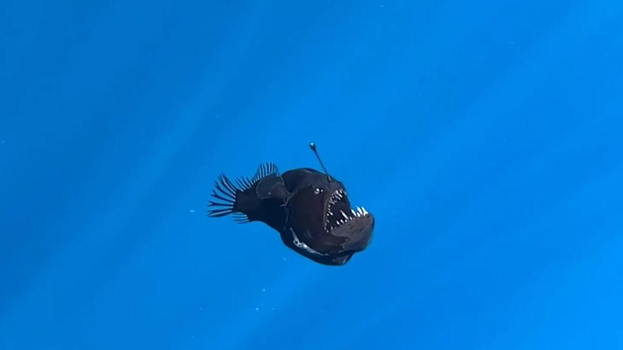 Rare deep-sea anglerfish, also known as the 'black seadevil', was spotted swimming near the surface of the water near the Canary Islands.