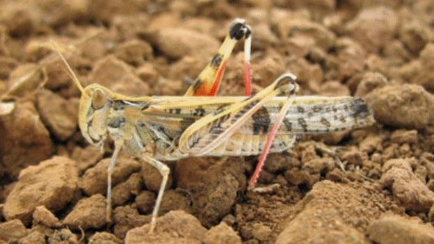 The grasshoppers pose a great threat to local agriculture. Picture: Australian Plague Locust Commission