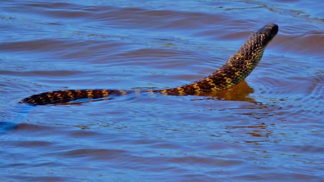 Murray Bridge resident spotted five snakes in just an hour at a wetland reserve near her home. Pictures: Tara Wilde