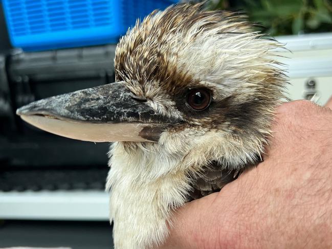 A rescuer dries a Kookaburra, distressed by the floods. Picture: Wildlife Victoria