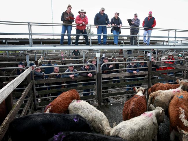 Weighed beef steers sold from 295c/kg to 350c/kg, while unweighed lots made to a top of $1060, starting at $600 for the lightest pens at the Warrnambool store sale. Picture: Andy Rogers