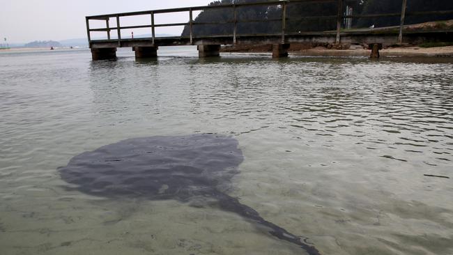 A large sting ray in the shallows at Mossy Point near Batemans Bay. Picture: Toby Zerna