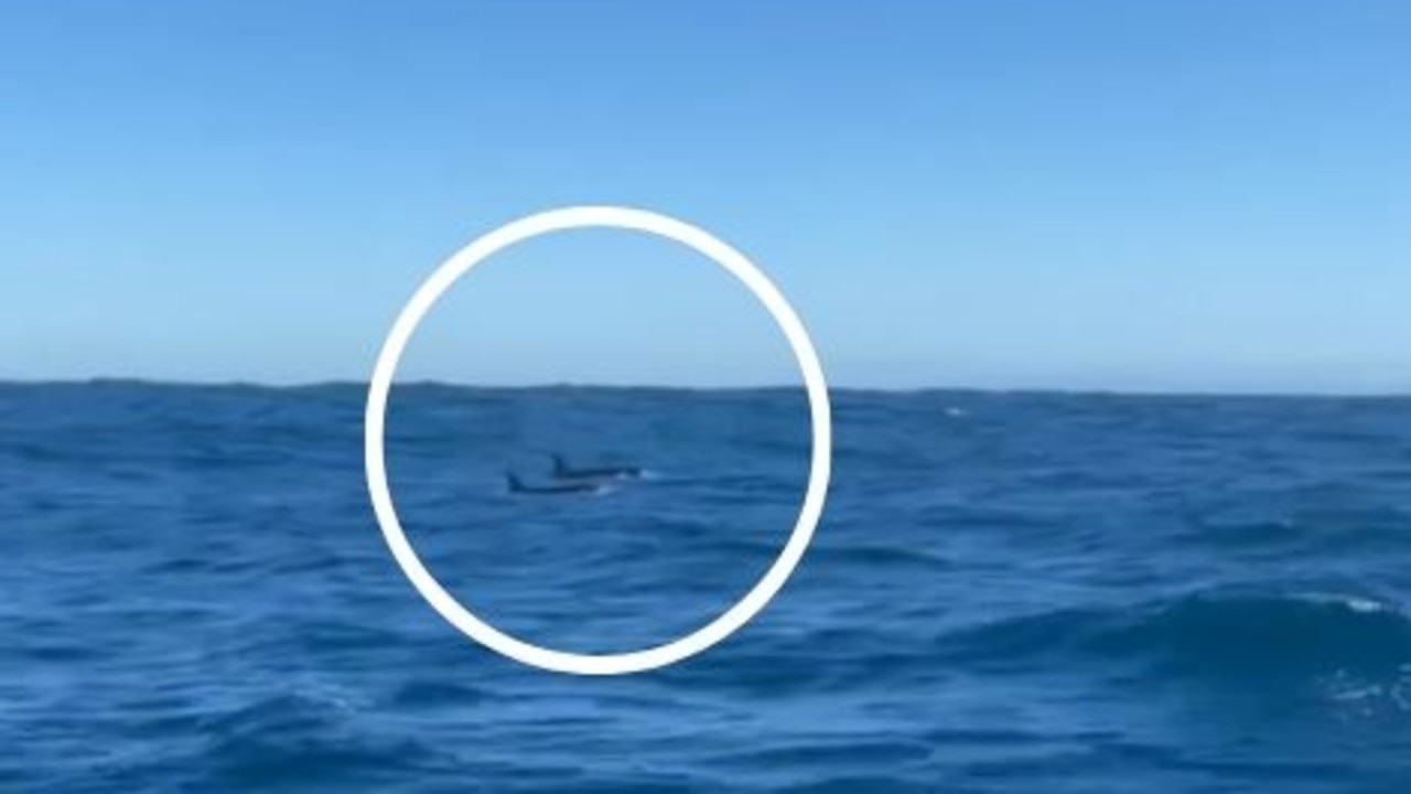 A pod of killer whales was spotted several kilometres off the coast of Barwon Heads on Monday afternoon. Picture: Killer Whales Australia