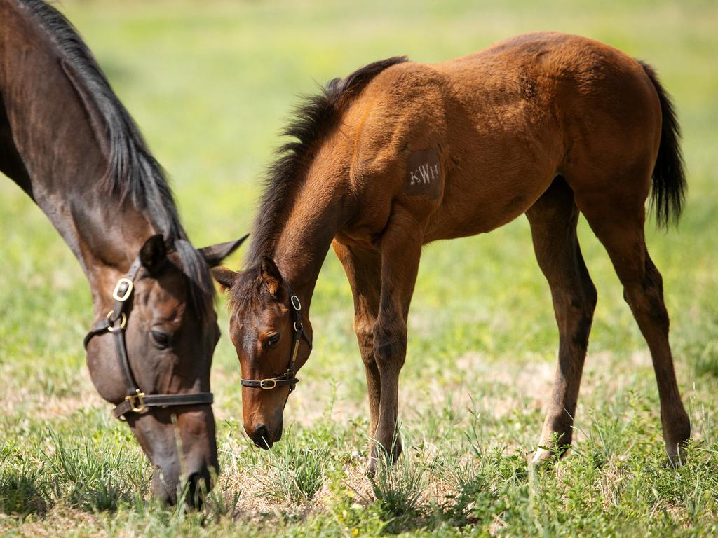 Black Caviar with one of her foals in 2022. Picture: Mark Stewart