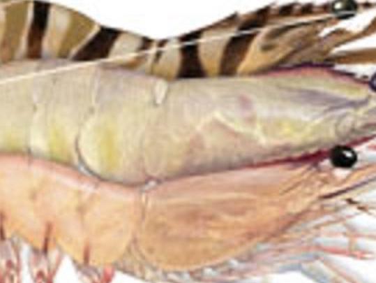 A brown tiger, an endeavour and a banana prawn