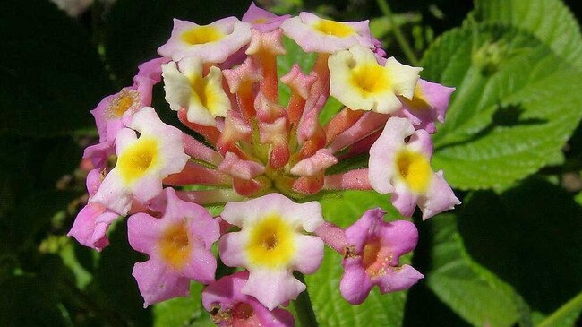 Lantana 