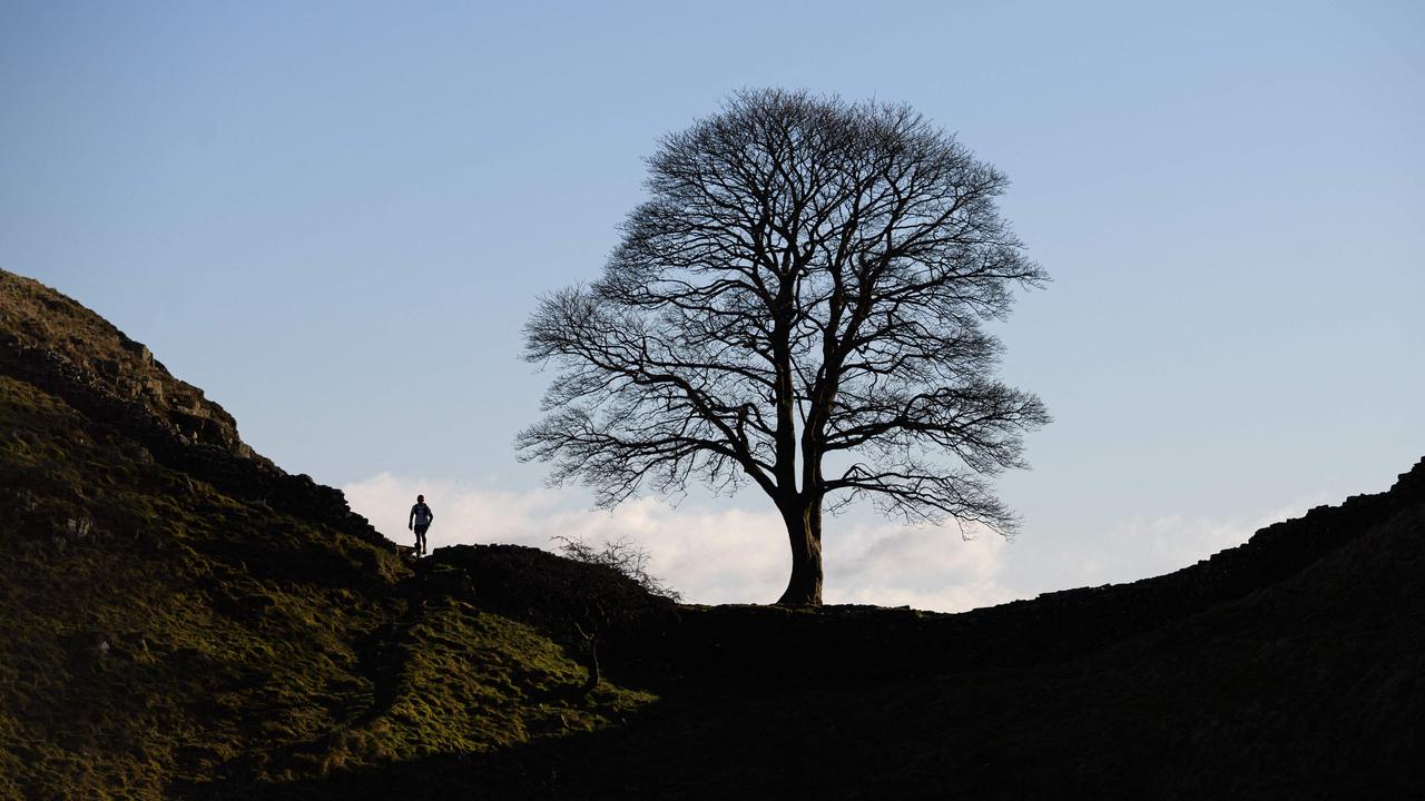 The tree was one of the most photographed in the world. Picture: Oli Scarff / AFP