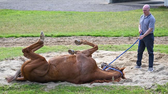 Vauban enjoying a roll in the sand at Werribee. Picture: Reg Ryan/Racing Photos via Getty Images