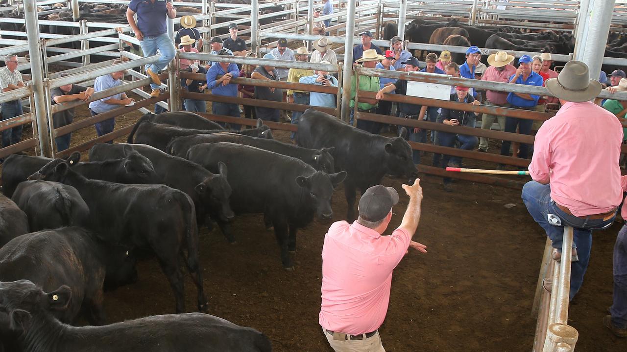 Latest MLA data shows store cattle sales thriving while processors ...