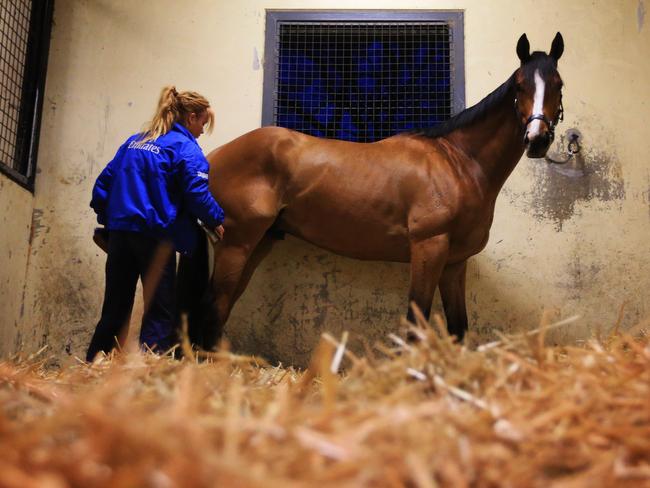 Hartnell is prepared for early morning trackwork at Godolphin at Agnes Banks. pic Mark Evans