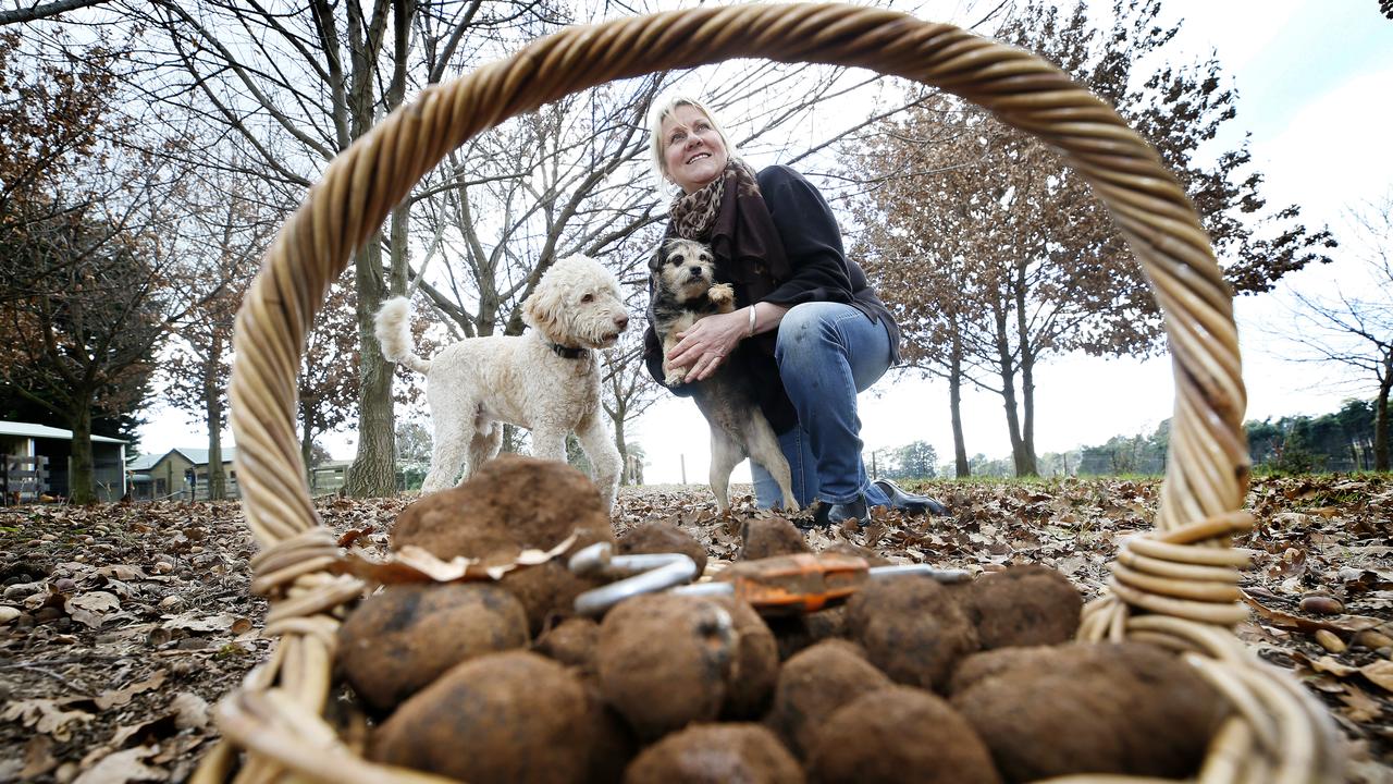 Cradle Country Truffles owner Jennifer Hunter with her dogs Toby and Chicken at Lower Barrington. Picture: Chris Kidd